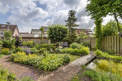 Ranonkel 16, Tiel